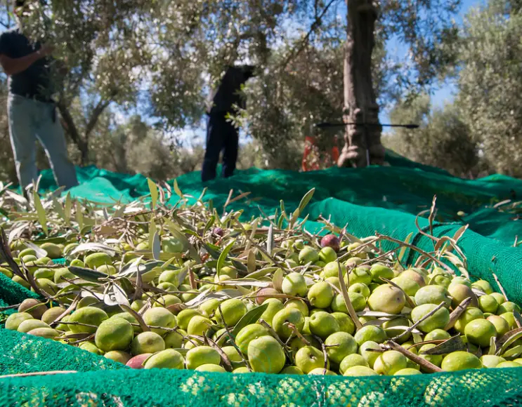 Rete telo per raccolta olive anti spina 90g