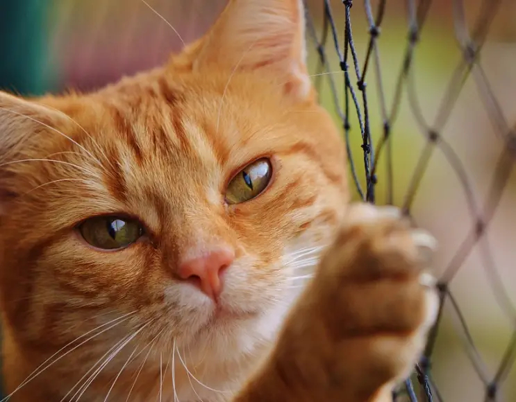 Rete anticaduta gatto recinzione per balconi e terrazze colore nero