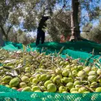 Rete telo per raccolta olive anti spina 90g - cod.OL0001-SS