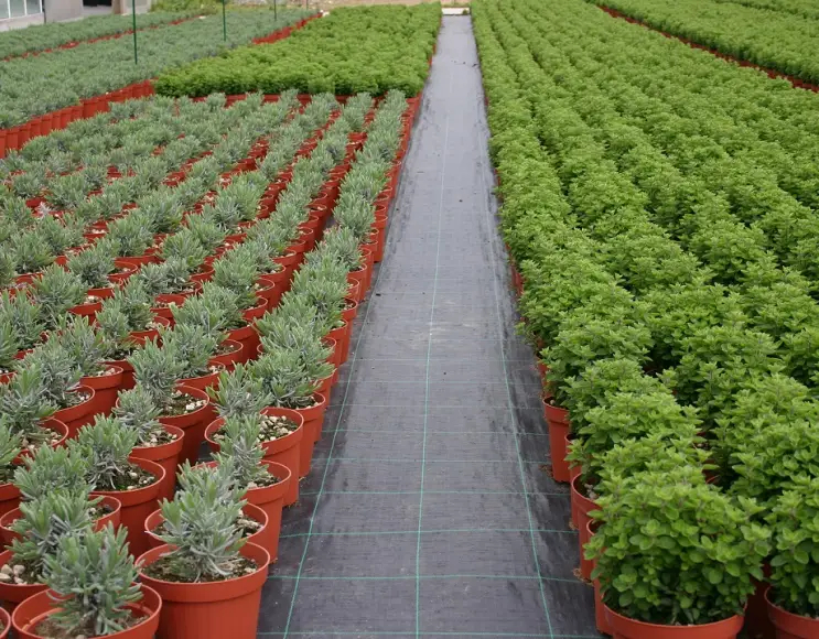 Telo di pacciamatura per piante orto e giardino colore nero