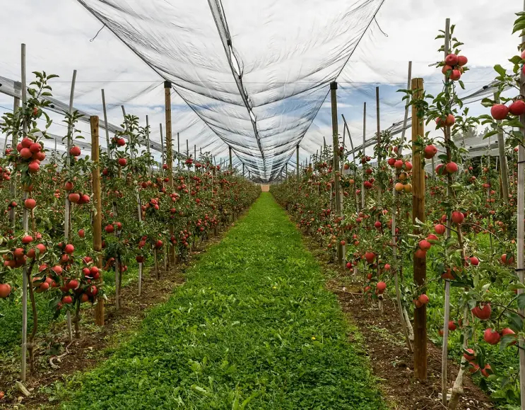 Reti di protezione frangivento coltivazioni per serre, alberi da frutto e agrumi