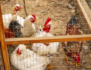 Rete metallica per avicoltura e allevamento - cod.RM1325