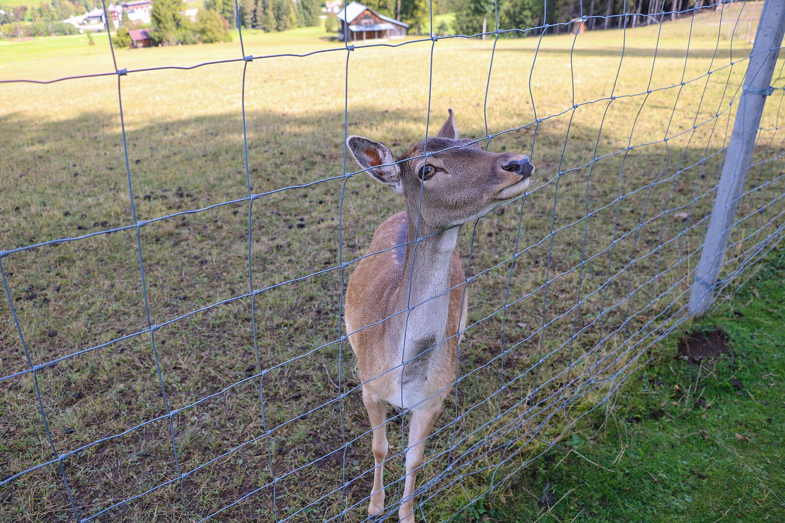 Rete Metallica Per Pastura Zepre - 9 Mt, Altezza 10 Cm, Per Pesca