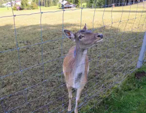 Rete metallica per uso agricolo e zootecnico - cod.RMOVBO