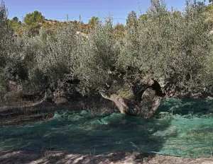 Rete telo per raccolta olive anti spina CON SPACCO - cod.OL0001-CS