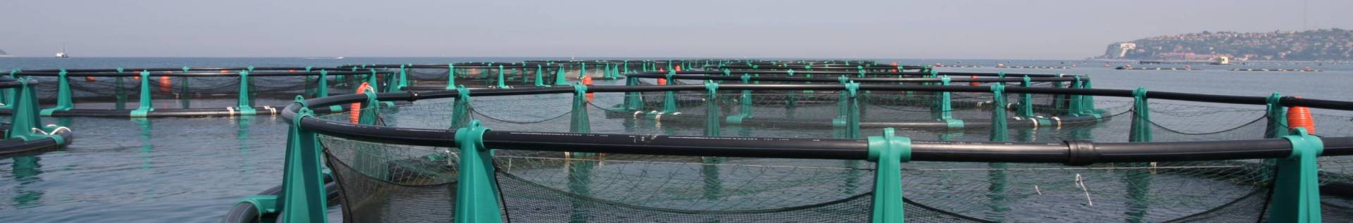 Rete di sbarramento anti meduse ed alghe | Ribola
