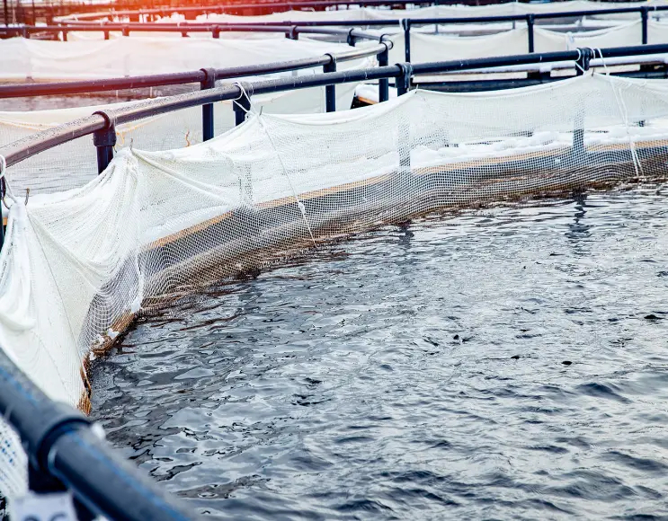 Gabbie per acquacoltura e allevamento ittico di forma circolare