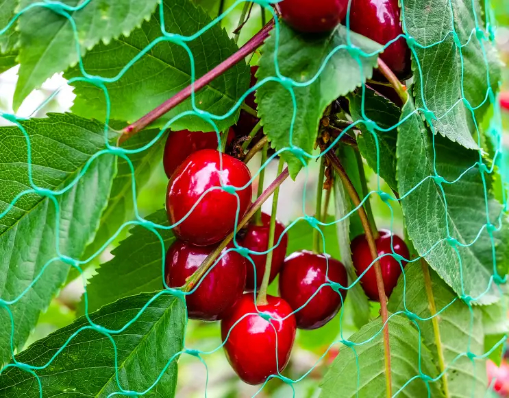 Voliera ultra leggera per protezione frutti rossi e viticoltura