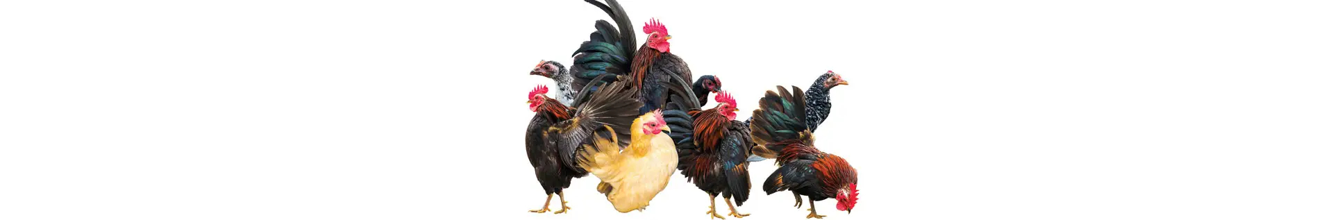 Pollai per galline e uccelli da esterno | Retificio Ribola