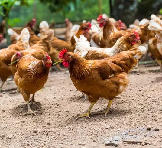 2 PCS Gabbia Pappagalli Rete Nylon Gabbia Per Pappagalli