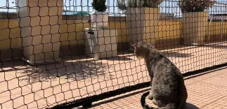 Cani e gatti scappano di casa?