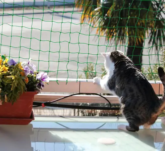 Cani e gatti scappano di casa?